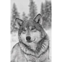 Das Geheime Wissen Der Wölfe - Sachbuch -Camping Serien Laden 5637579457 c das geheime wissen der woelfe 24