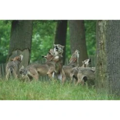 Die Hoffnung Und Der Wolf - Reisetagebuch -Camping Serien Laden 5637642723 c die hoffnung und der wolf 24